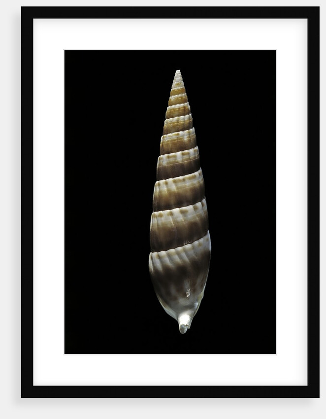 Vertagus fasciatus by Anonymous