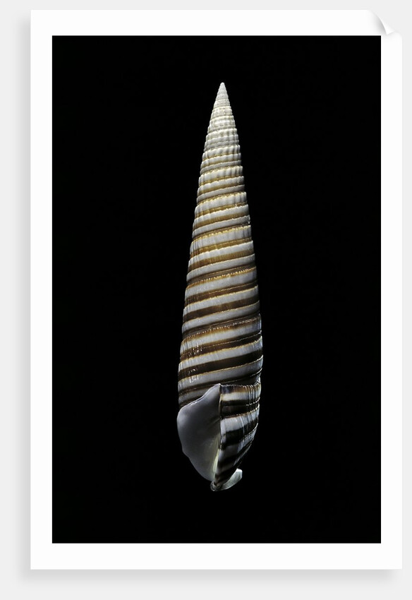 Vertagus fasciatus by Anonymous