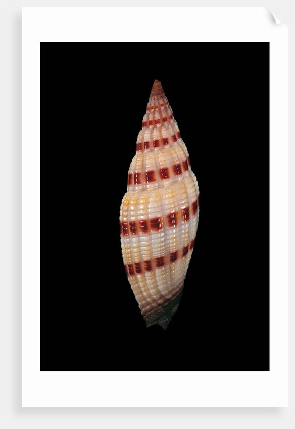 Vexillum sanguisugum by Anonymous