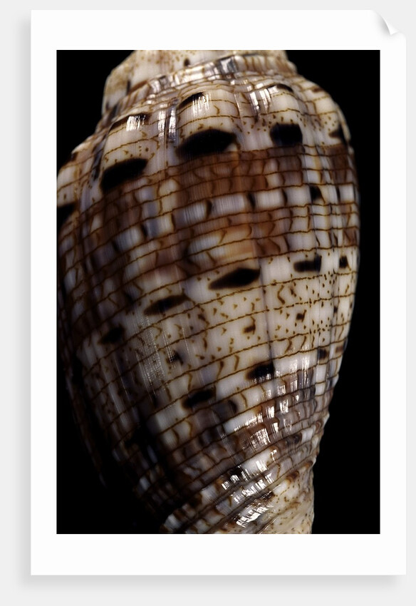 Voluta polypleura kotorai by Anonymous
