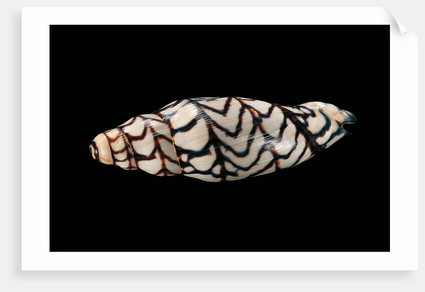Volutoconus bednalli by Anonymous