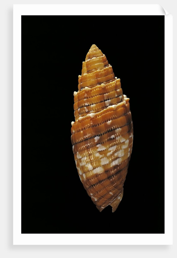 Mitra puncticulata by Anonymous