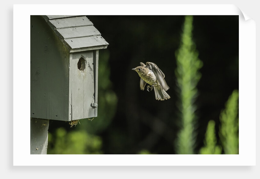 Eastern Bluebird by Anonymous