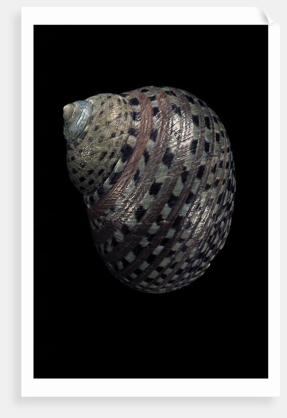 Monodonta canalifera by Anonymous