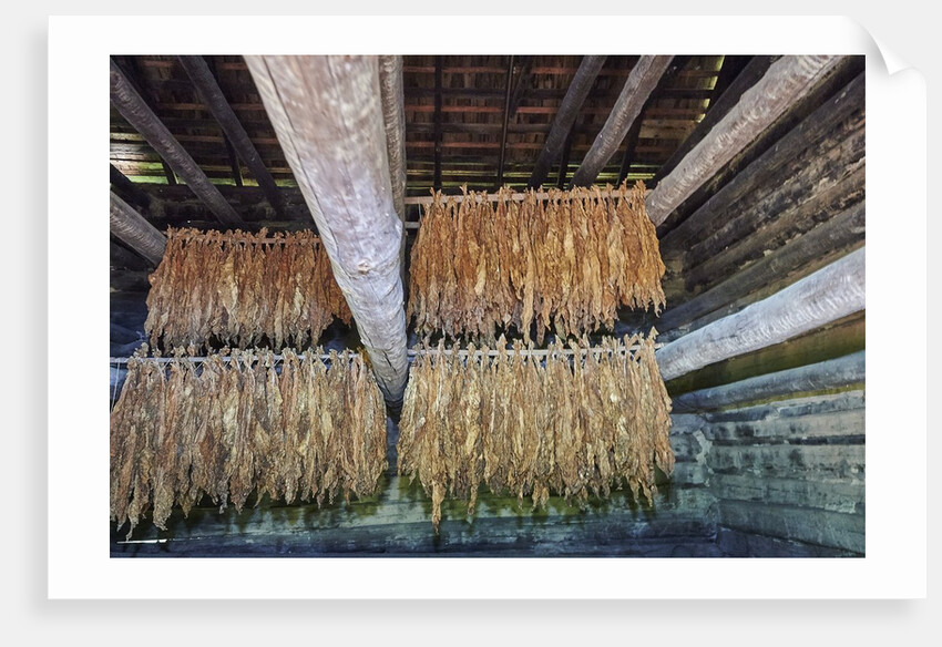 Interior of tobacco barn by Anonymous