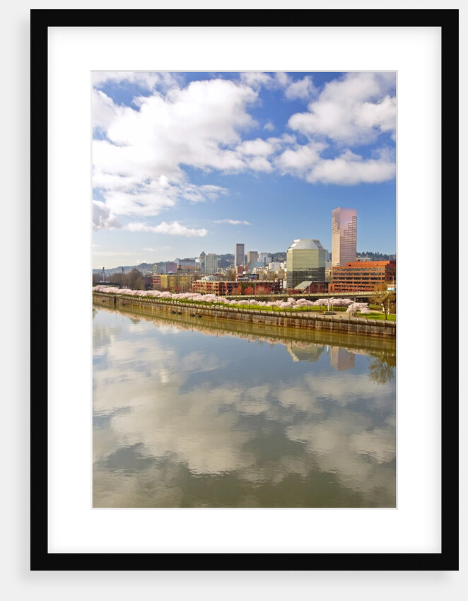 cherry trees along down town Portland and Willamette River, Portland Oregon by Anonymous