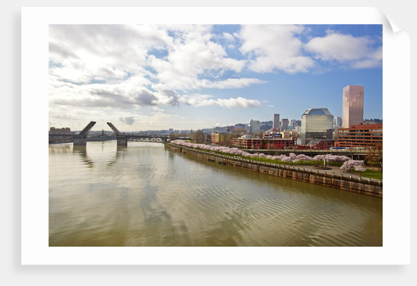 cherry trees along down town Portland and Willamette River, Portland Oregon by Anonymous