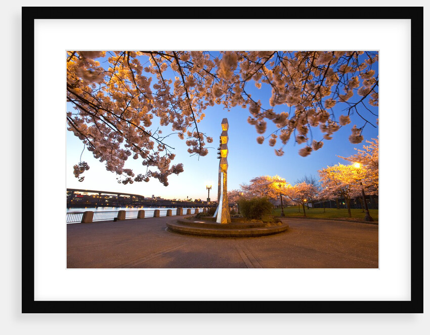 night shot of cherry trees, Portland Water Front, Portland Oregon by Anonymous