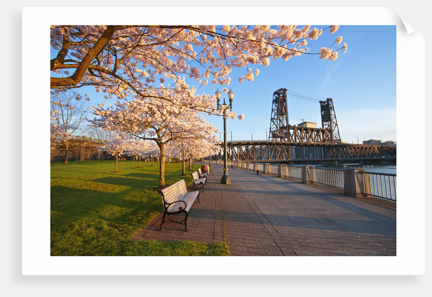 sunrie cherry trees and Steel Bridge, Portland Oregon by Anonymous