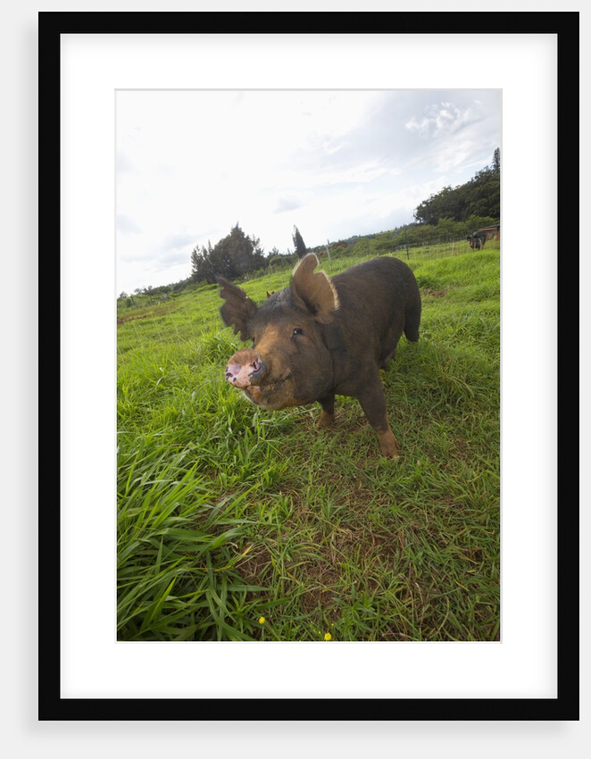 Berkshire pig at Malama Farms, Haiku, Maui, Hawaii by Anonymous