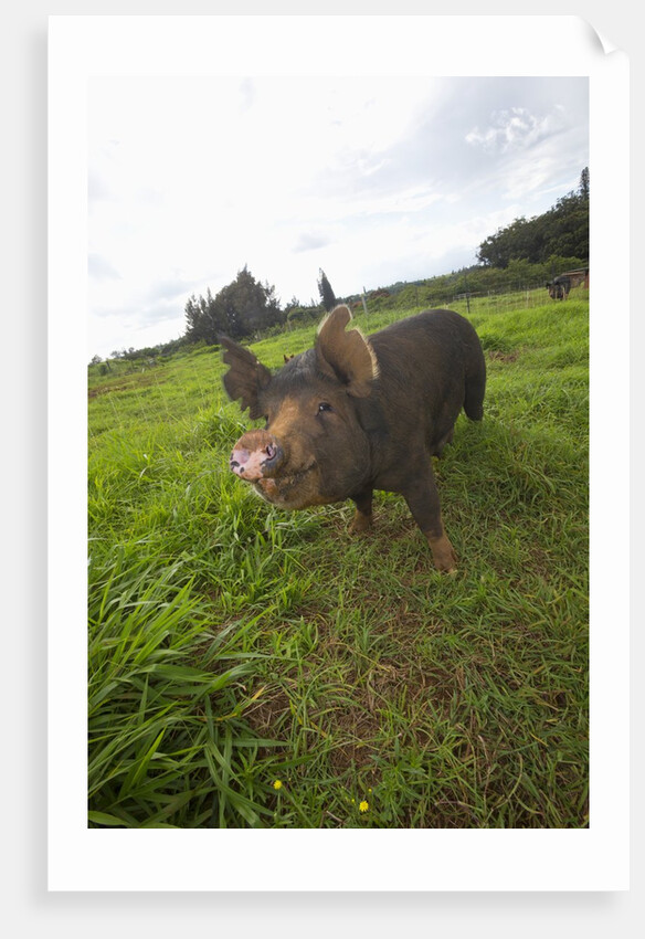 Berkshire pig at Malama Farms, Haiku, Maui, Hawaii by Anonymous