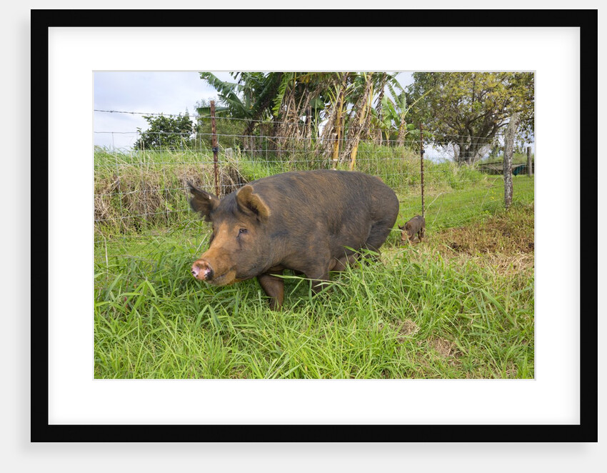 Berkshire pig at Malama Farms, Haiku, Maui, Hawaii by Anonymous