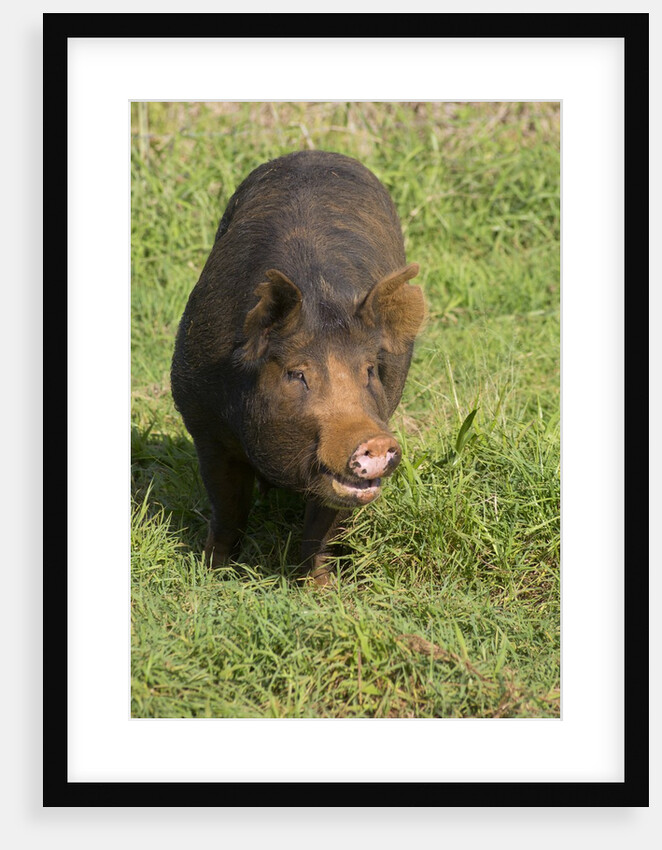Berkshire pig at Malama Farms, Haiku, Maui, Hawaii by Anonymous