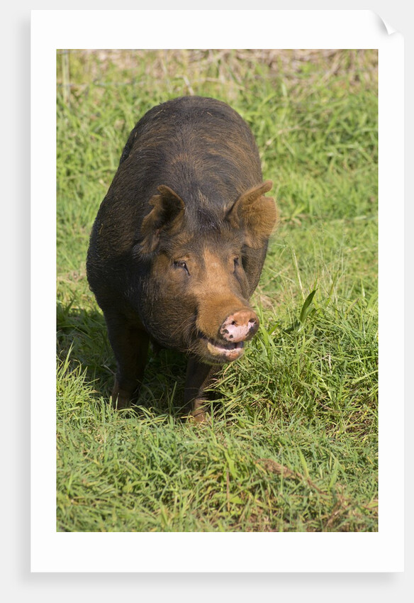 Berkshire pig at Malama Farms, Haiku, Maui, Hawaii by Anonymous