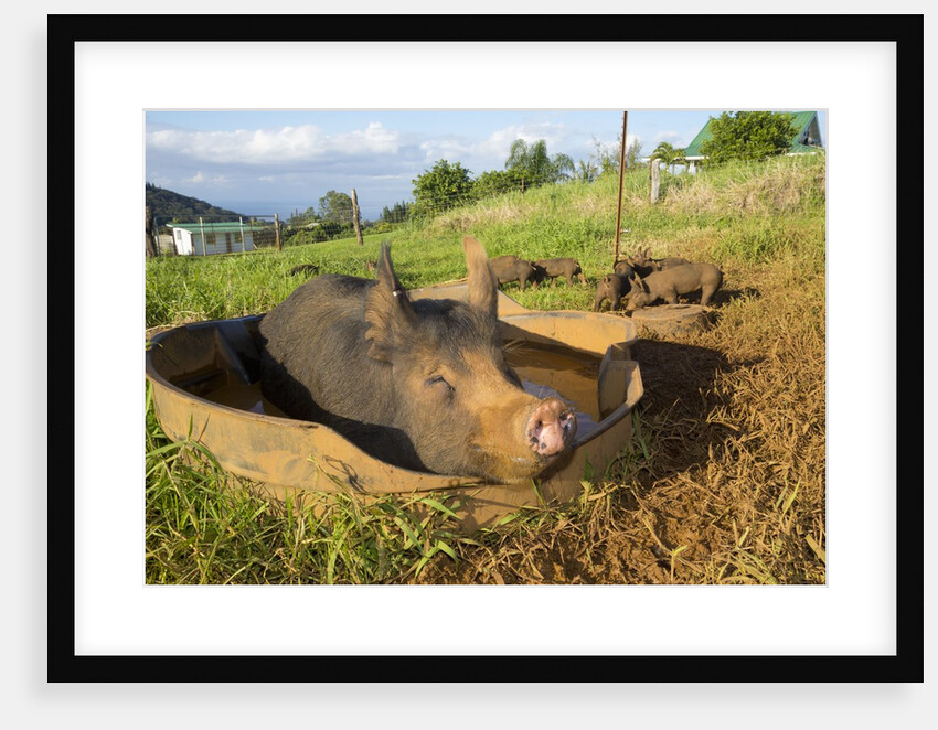Berkshire pig and her piglets at Malama Farms, Haiku, Maui, Hawaii by Anonymous