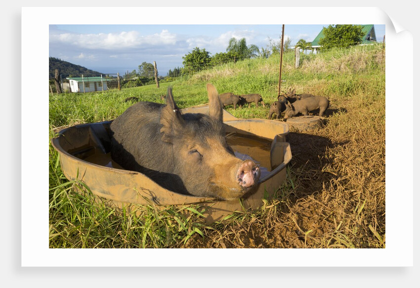 Berkshire pig and her piglets at Malama Farms, Haiku, Maui, Hawaii by Anonymous