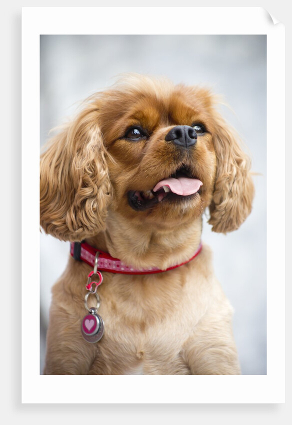 Cavalier King Charles Spaniel by Anonymous