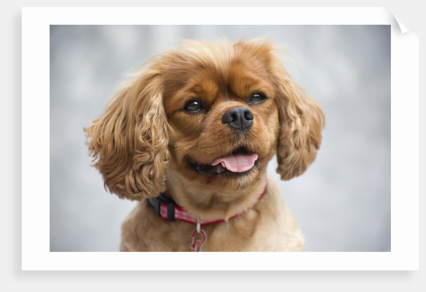 Cavalier King Charles Spaniel by Anonymous