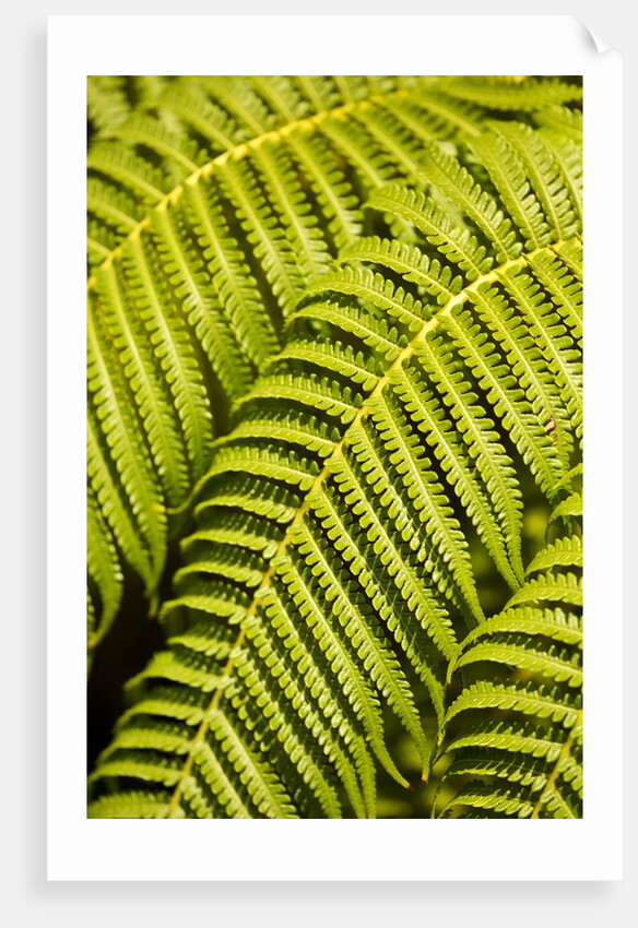 Close-up of Hapu'u Fern leaves by Anonymous