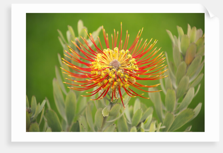 Orange Pin Cushion Protea, Upcountry Maui, Hawaii by Corbis