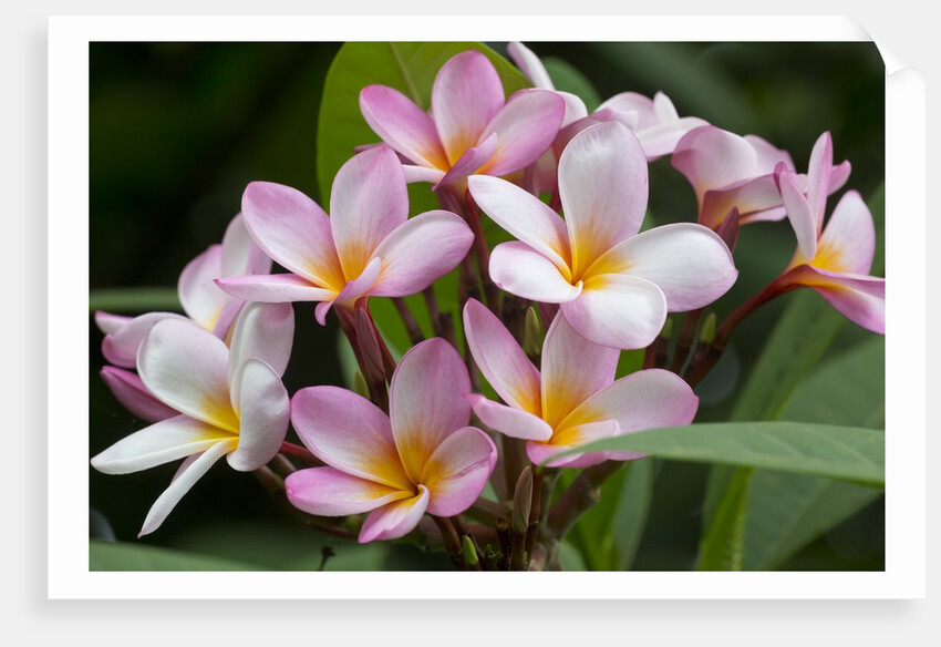 Cluster of Pink Plumeria blossoms. by Anonymous