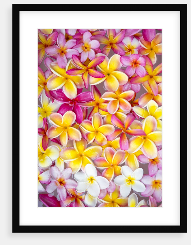 Colorful Plumeria blossoms, Maui, Hawaii by Anonymous