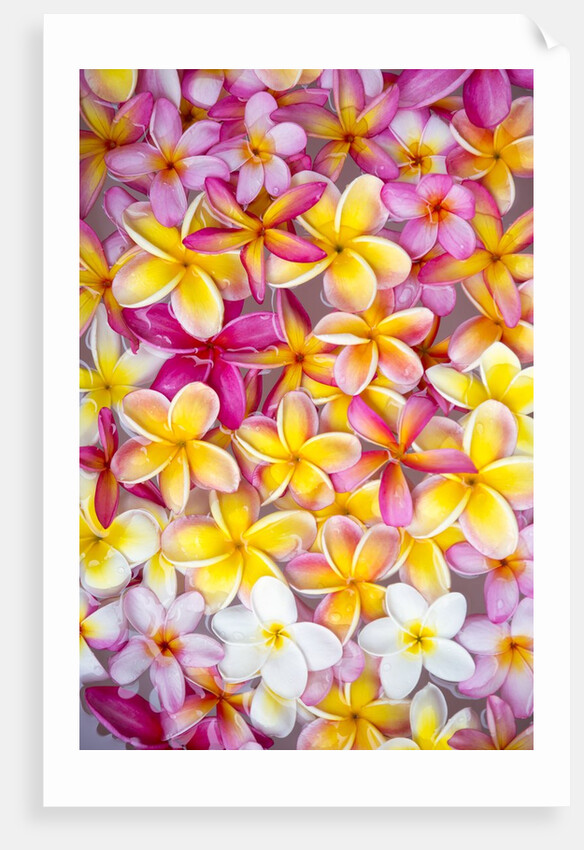 Colorful Plumeria blossoms, Maui, Hawaii by Anonymous