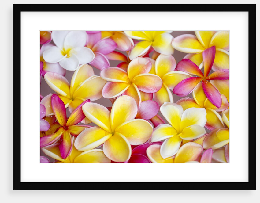 Colorful Plumeria blossoms, Maui, Hawaii by Anonymous