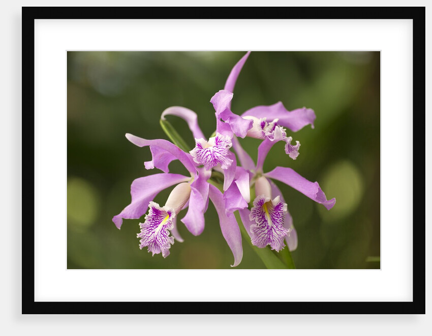 Cattleya Maxima, Maui, Hawaii by Anonymous