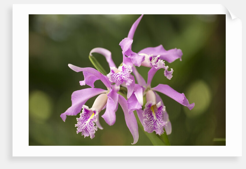 Cattleya Maxima, Maui, Hawaii by Anonymous