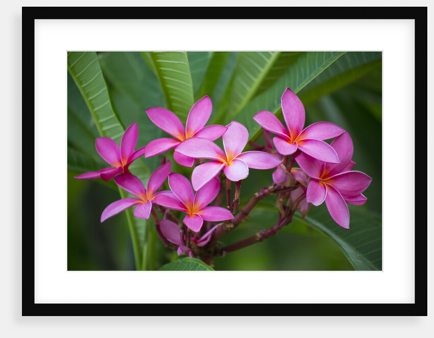 Pink Plumeria, also known as Frangipani, Hawaii by Anonymous