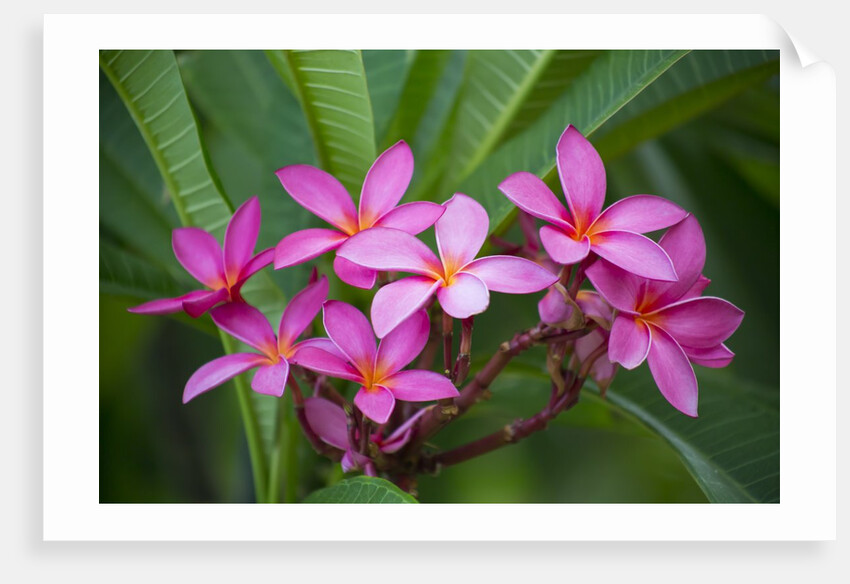 Pink Plumeria, also known as Frangipani, Hawaii by Anonymous