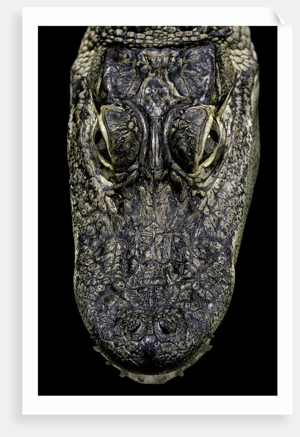 Alligator mississippiensis (american alligator) - snout by Anonymous