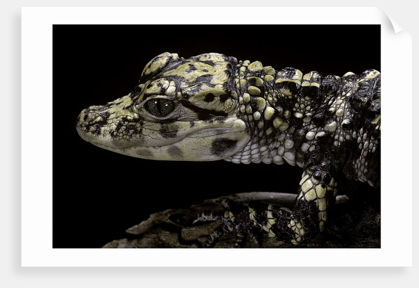 Alligator sinensis (chinese alligator) by Anonymous