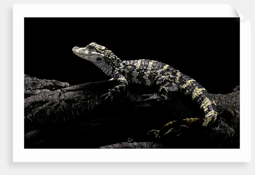 Alligator sinensis (chinese alligator) by Anonymous