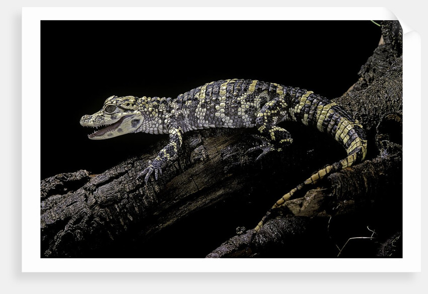 Alligator sinensis (chinese alligator) by Anonymous