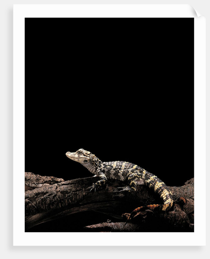 Alligator sinensis (chinese alligator) by Anonymous