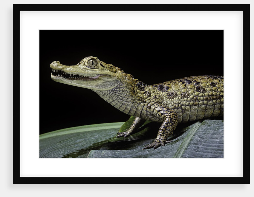 Caiman crocodilus) (spectacled caiman) by Anonymous