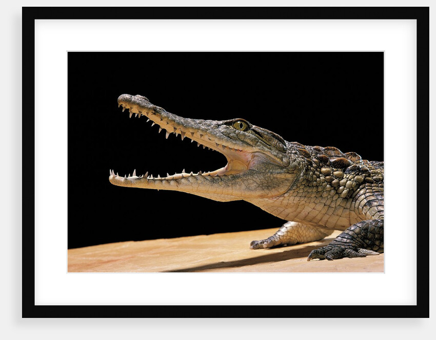 Crocodylus niloticus (Nile crocodile) by Anonymous