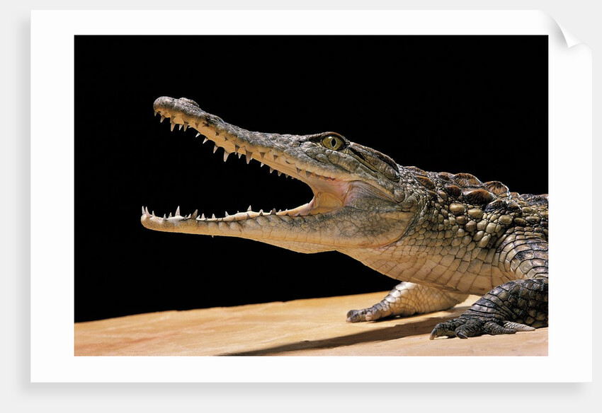 Crocodylus niloticus (Nile crocodile) by Anonymous