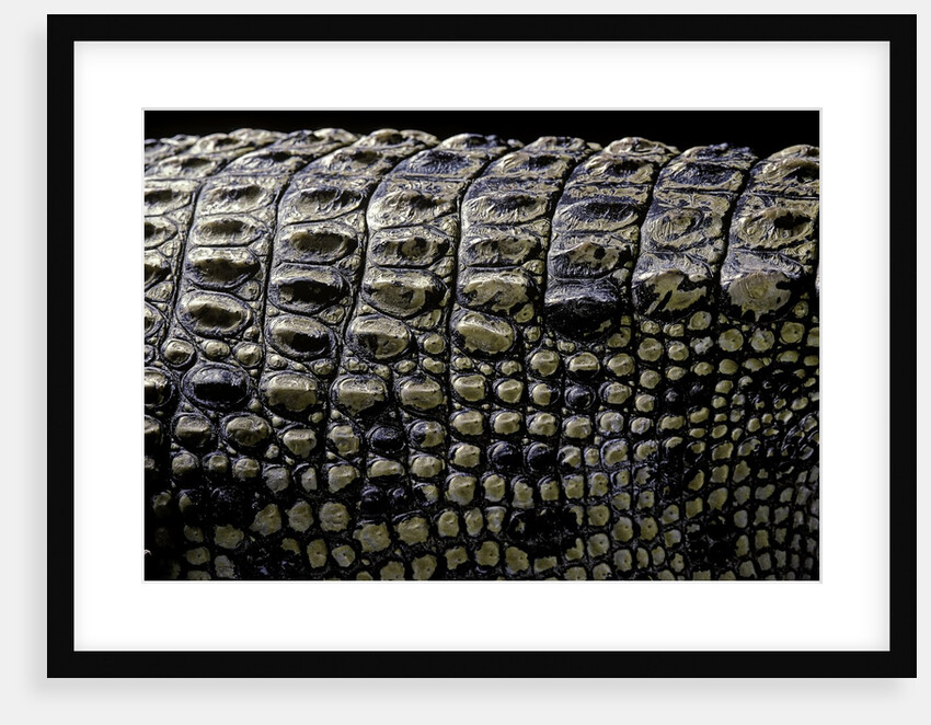 Crocodylus porosus (saltwater crocodile) - scales by Anonymous