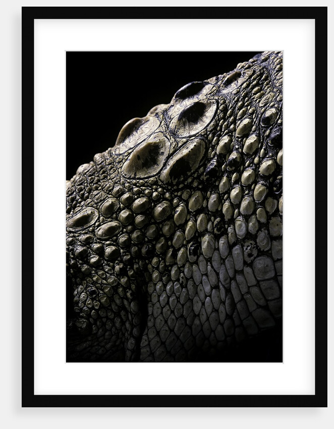 Crocodylus porosus (saltwater crocodile) - scales by Anonymous