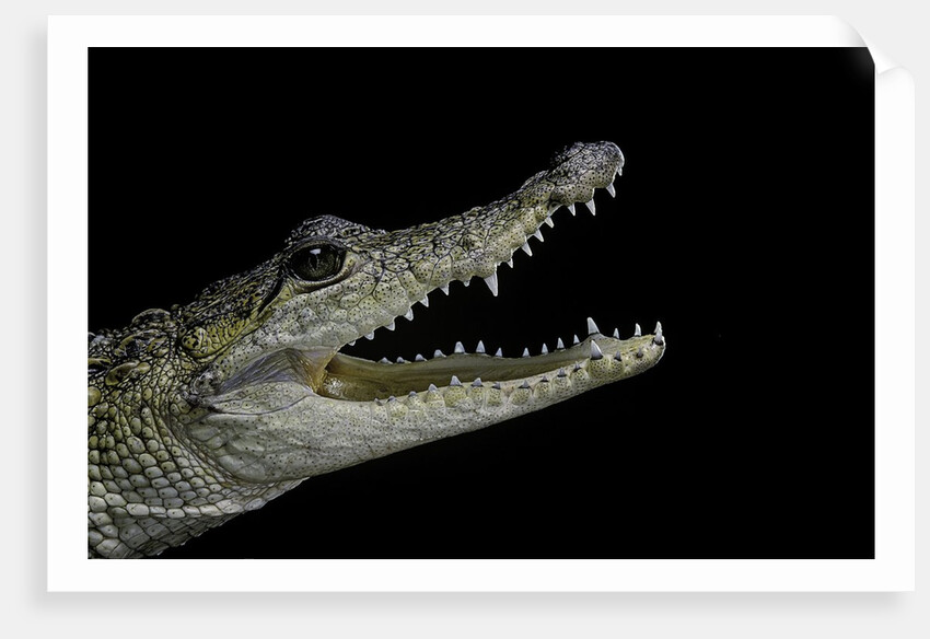 Crocodylus moreletii (Morelet's crocodile) by Anonymous