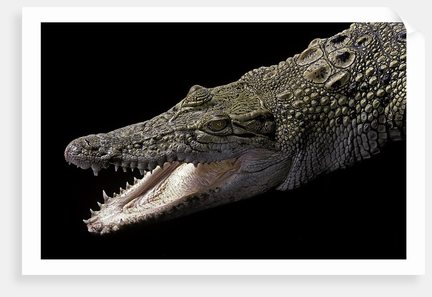 Crocodylus porosus (saltwater crocodile) by Anonymous