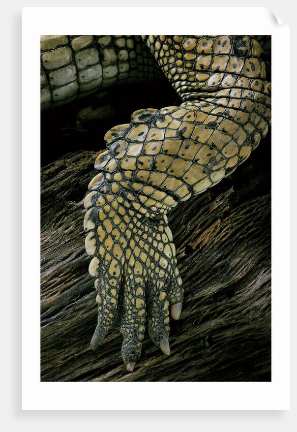 Gavialis gangeticus (gharial) - hindleg by Anonymous