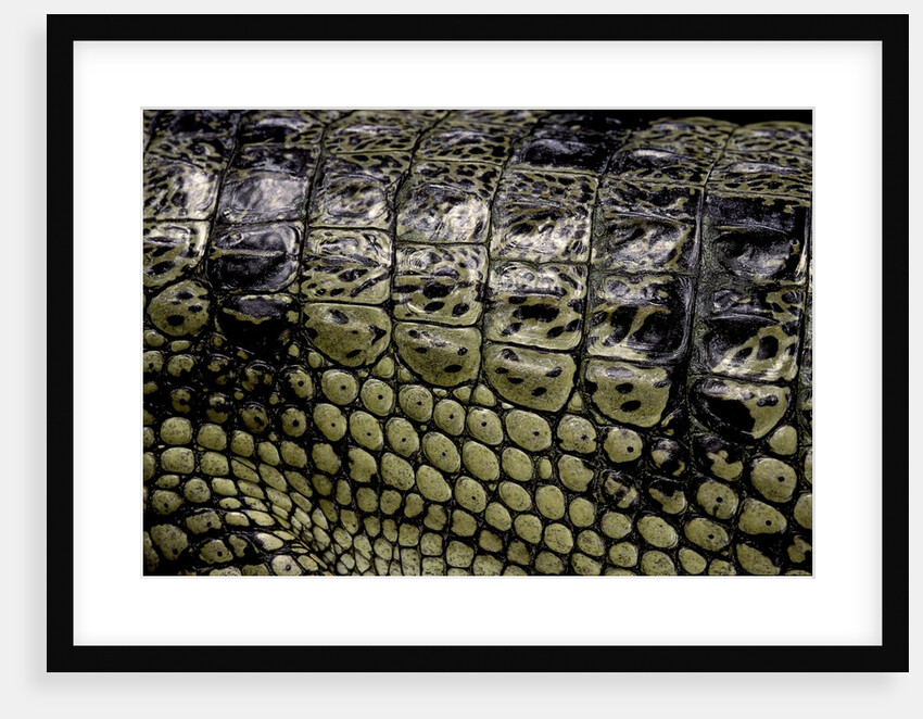 Gavialis gangeticus (gharial) - scales by Anonymous