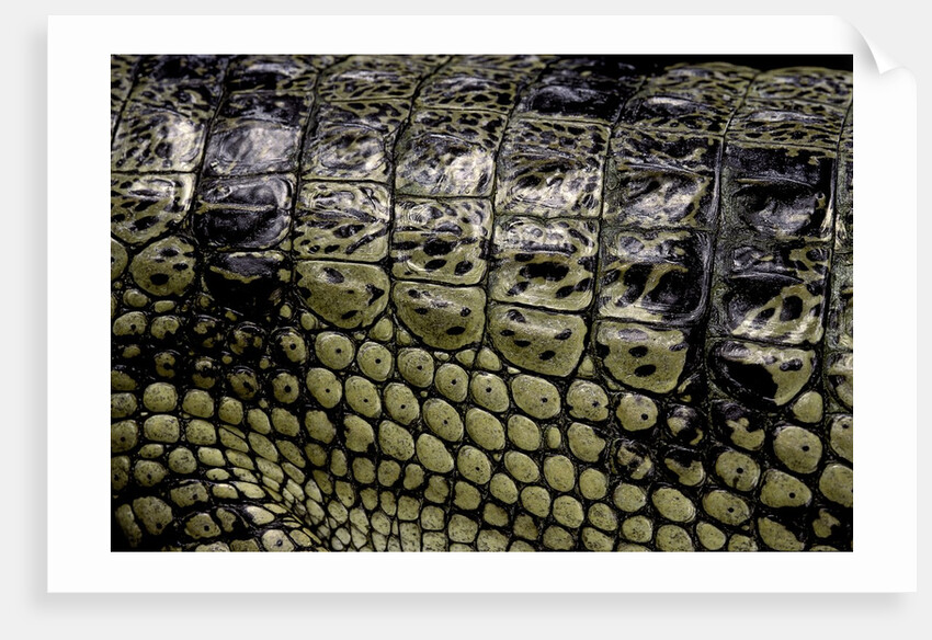 Gavialis gangeticus (gharial) - scales by Anonymous