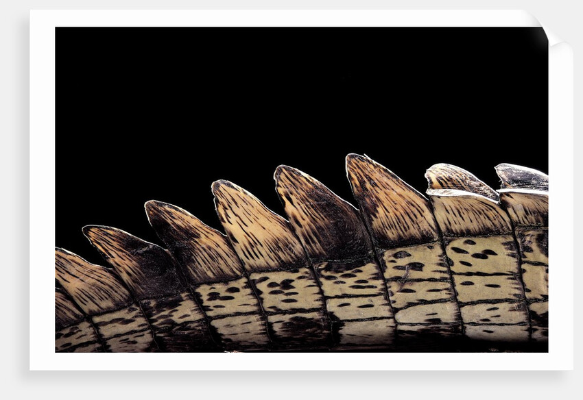 Gavialis gangeticus (gharial) - tail by Anonymous