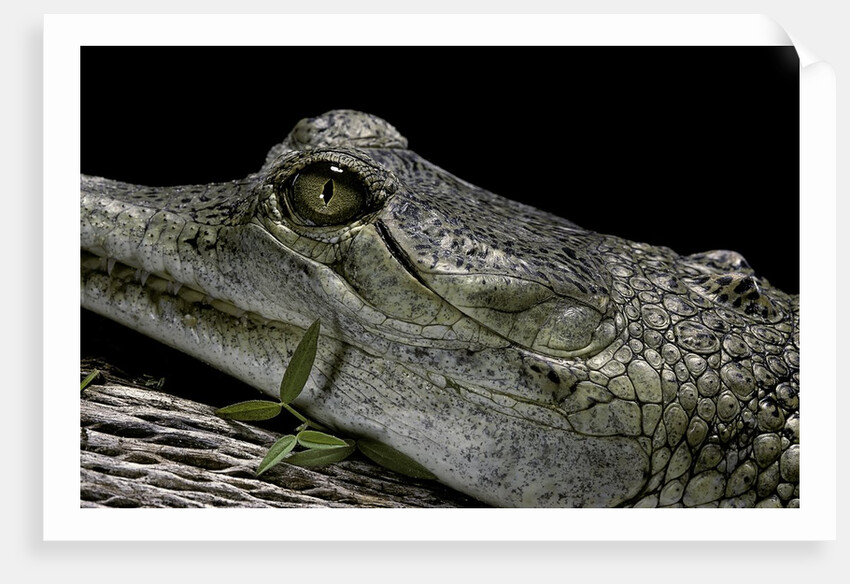 Gavialis gangeticus (gharial) by Anonymous
