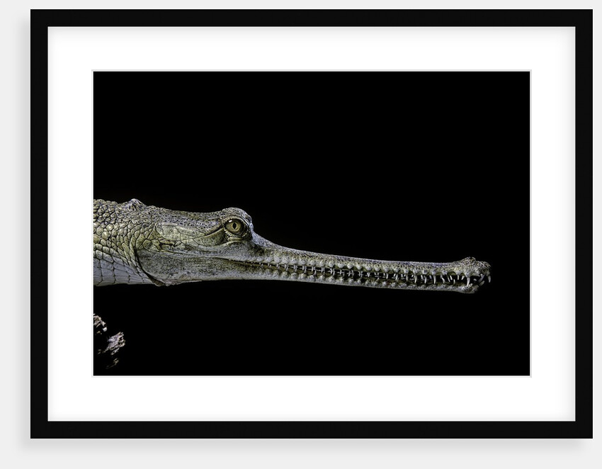 Gavialis gangeticus (gharial) by Anonymous